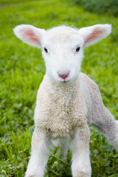 lamb animal images